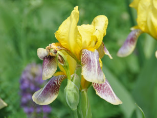 Картинка цветы ирисы