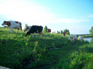 Картинка животные коровы буйволы