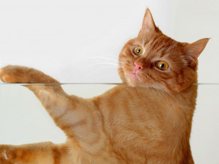 Картинка животные коты