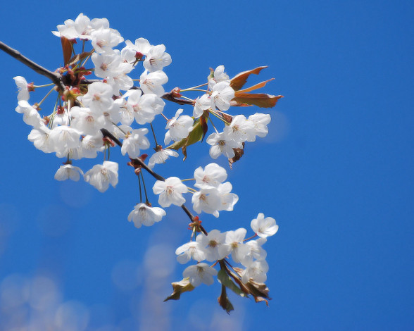 Обои картинки фото цветы, цветущие, деревья, кустарники