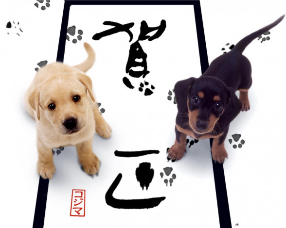 Обои картинки фото животные, собаки