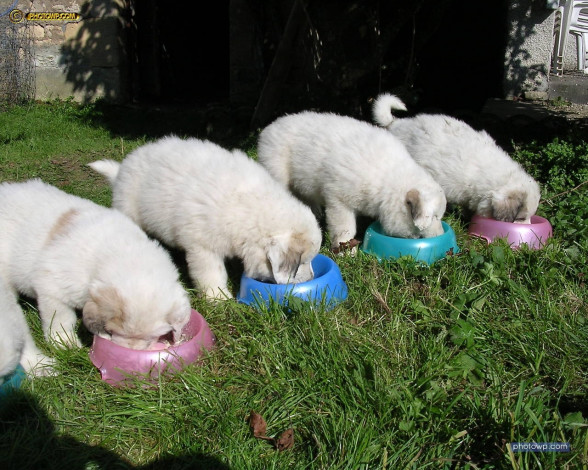 Обои картинки фото животные, собаки