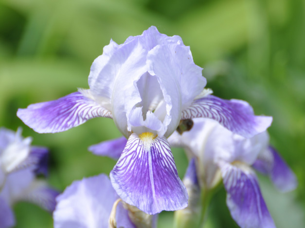 Обои картинки фото цветы, ирисы