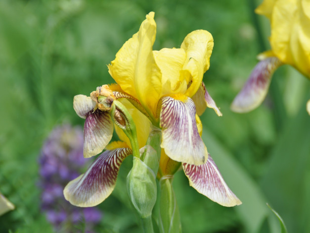 Обои картинки фото цветы, ирисы