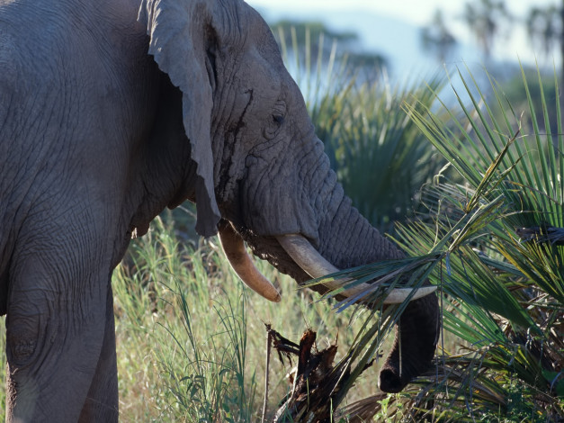 Обои картинки фото животные, слоны