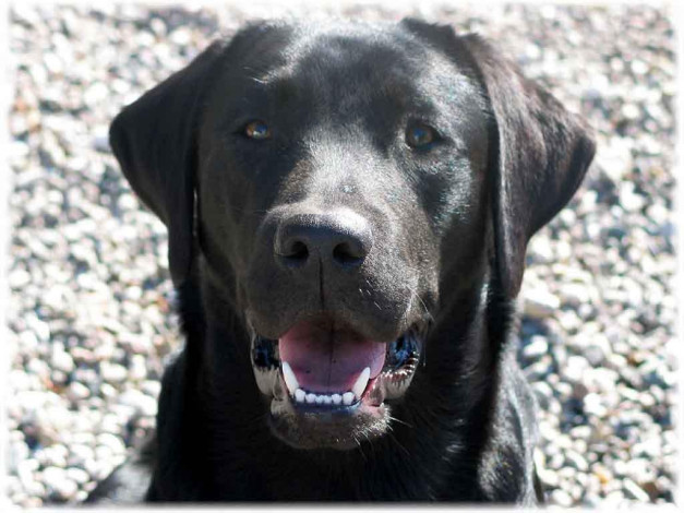 Обои картинки фото животные, собаки