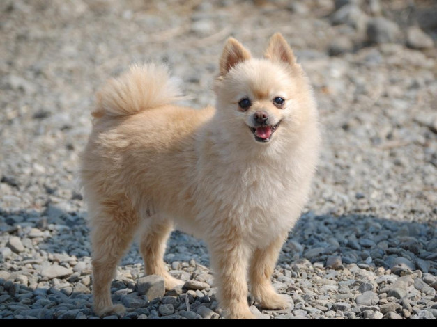 Обои картинки фото животные, собаки