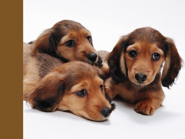 Обои картинки фото животные, собаки