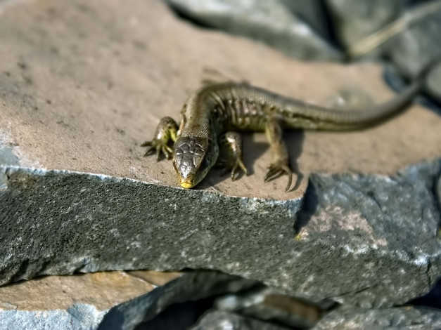 Обои картинки фото животные, Ящерицы, игуаны, вараны