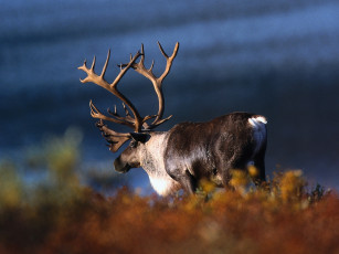 Картинка животные олени