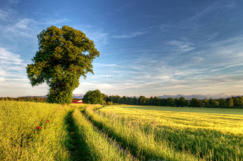 Картинка природа поля