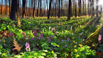 Картинка природа лес