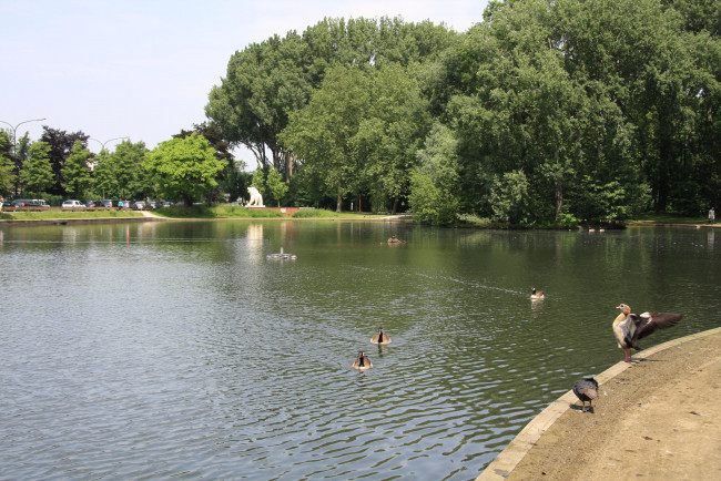 Обои картинки фото животные, птицы