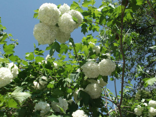 Картинка цветы цветущие деревья кустарники ветки листья