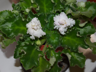 Картинка цветы фиалки