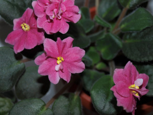 Картинка цветы фиалки