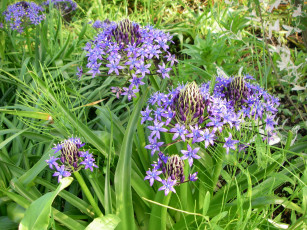 Картинка цветы лето трава