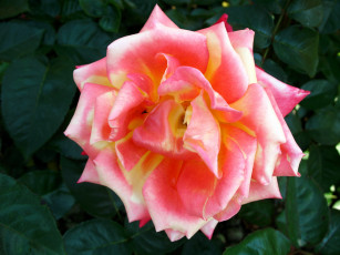 Картинка цветы розы роза