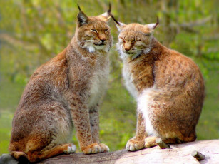 Картинка животные рыси хищники кошки пара