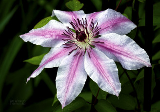 Картинка цветы клематис ломонос лепестки