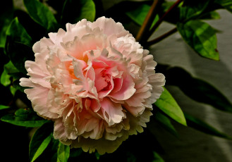 Картинка цветы пионы листья