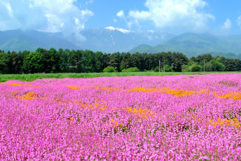 Картинка цветы флоксы поле