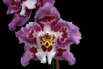 Картинка цветы орхидеи розовый экзотика