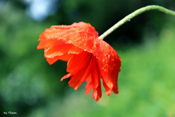 Картинка автор thean цветы маки красный