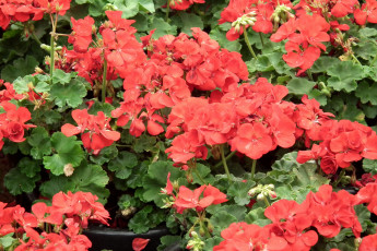 Картинка цветы герань