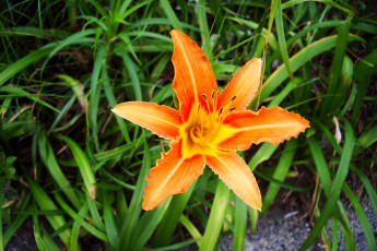 Картинка цветы лилии лилейники трава лепестки