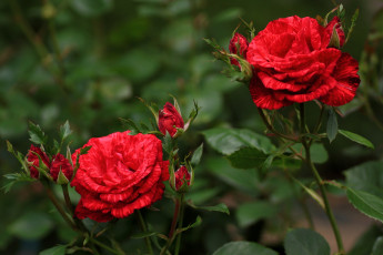 Картинка цветы розы