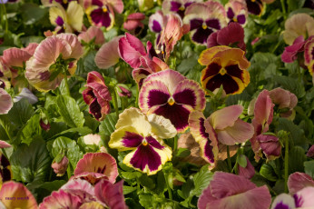 обоя цветы, анютины, глазки, садовые, фиалки, пестрый, виола