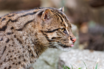 Картинка животные дикие кошки кошка-рыболов fishing cat