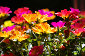 Картинка цветы портулак яркий пестрый