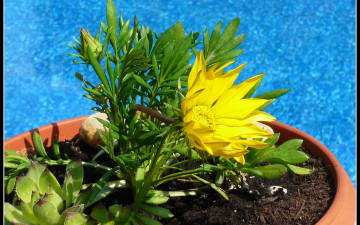 Картинка цветы газания желтый