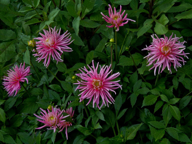 Обои картинки фото цветы, георгины, листья, бутоны