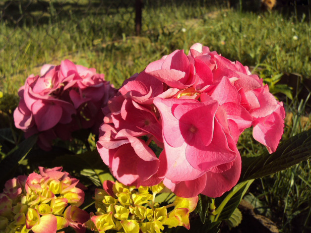 Обои картинки фото цветы, гортензия