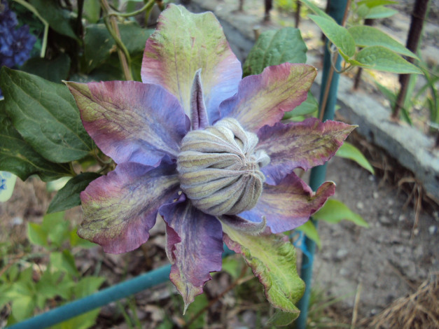 Обои картинки фото цветы, клематис, ломонос, альпийский