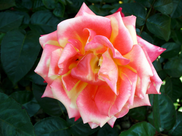 Обои картинки фото цветы, розы, роза