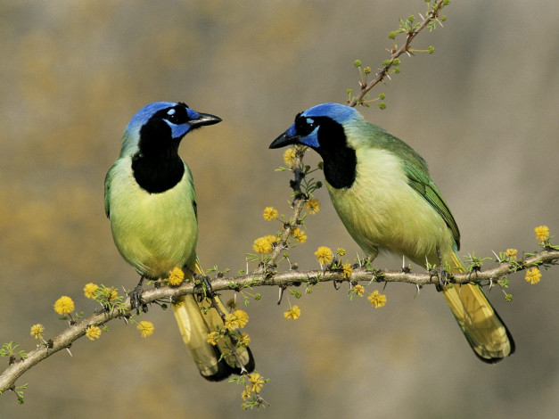 Обои картинки фото животные, сойки, яркие, пестрые, ветка