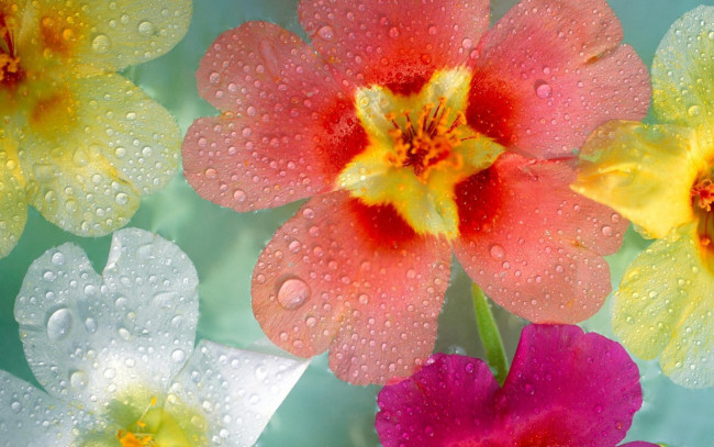 Обои картинки фото цветы, капли