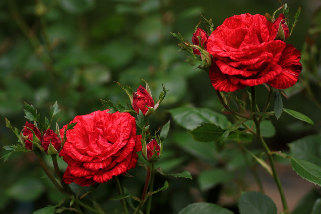 Обои картинки фото цветы, розы