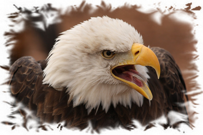 Обои картинки фото животные, птицы, хищники, клюв, птица