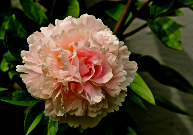 Обои картинки фото цветы, пионы, листья