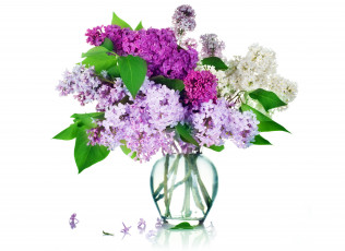 Картинка цветы сирень букет ваза