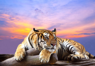 Картинка животные тигры хищник