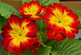 Картинка цветы примулы примула красная