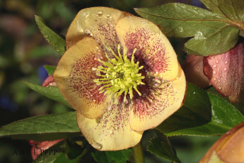 Картинка цветы геллеборус+ морозник макро