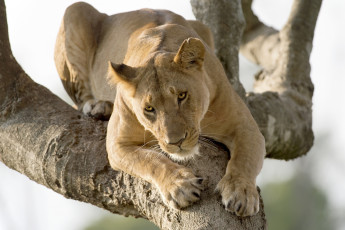 Картинка животные львы львица