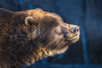 Картинка животные медведи бурый